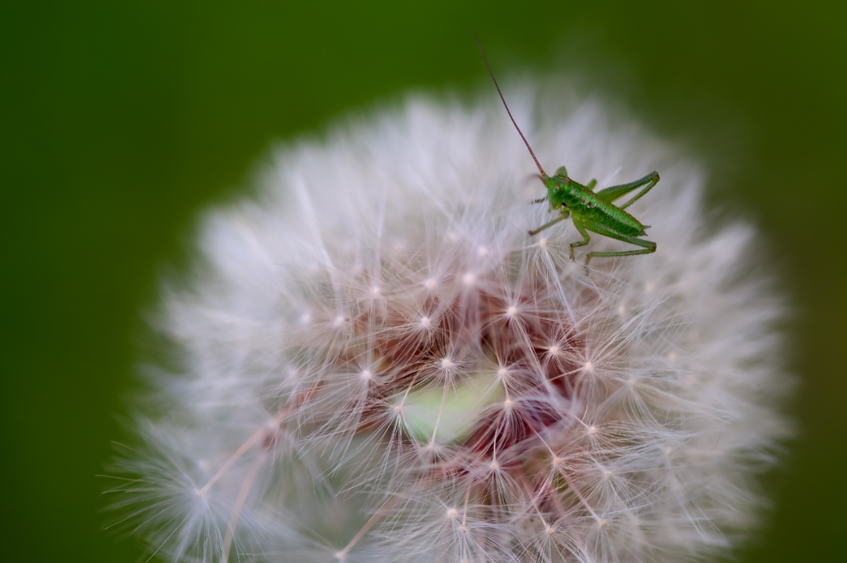 Grasshopper on a dandelion